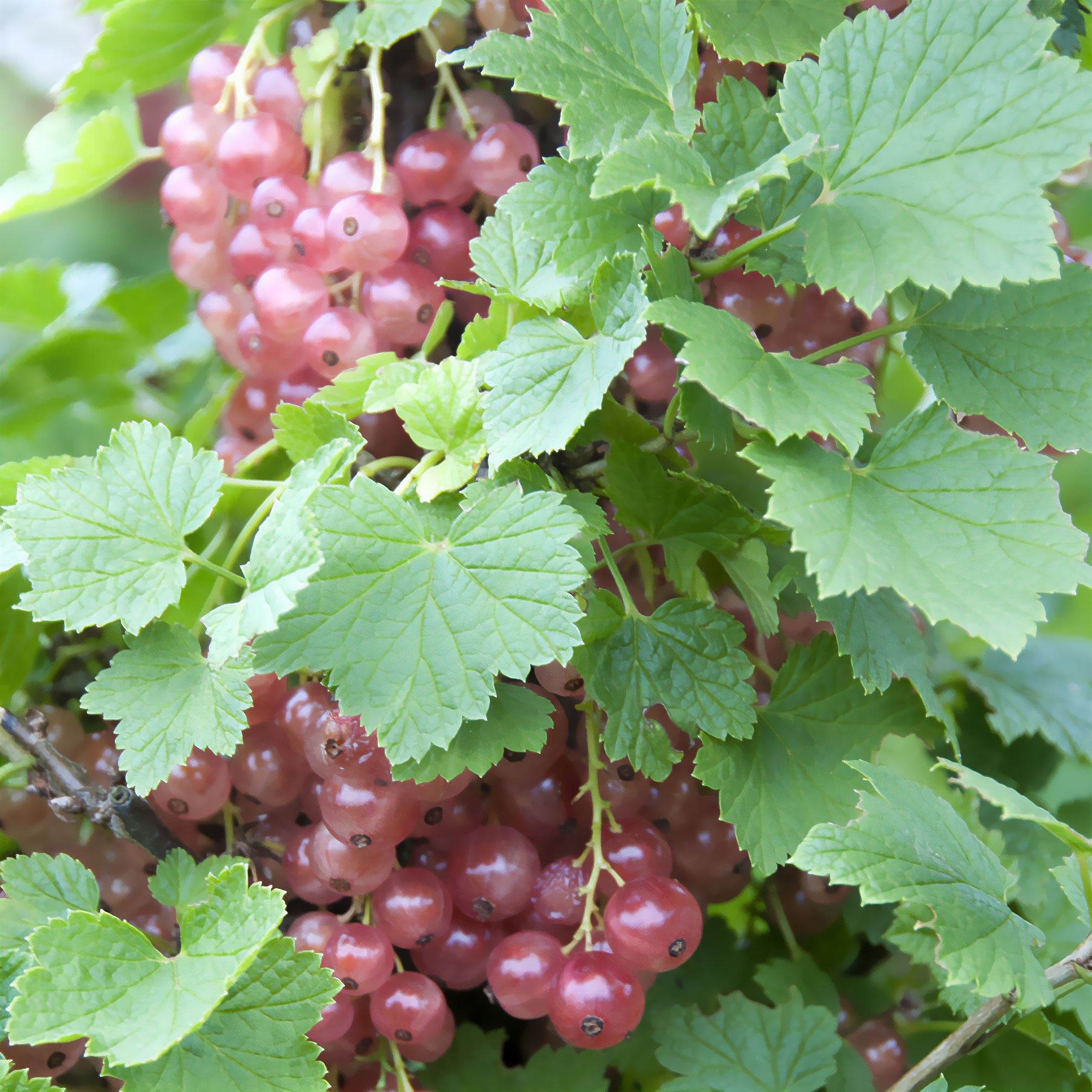 Bakker Groseillier Gloire des Sablons fruitier pot 1,5L