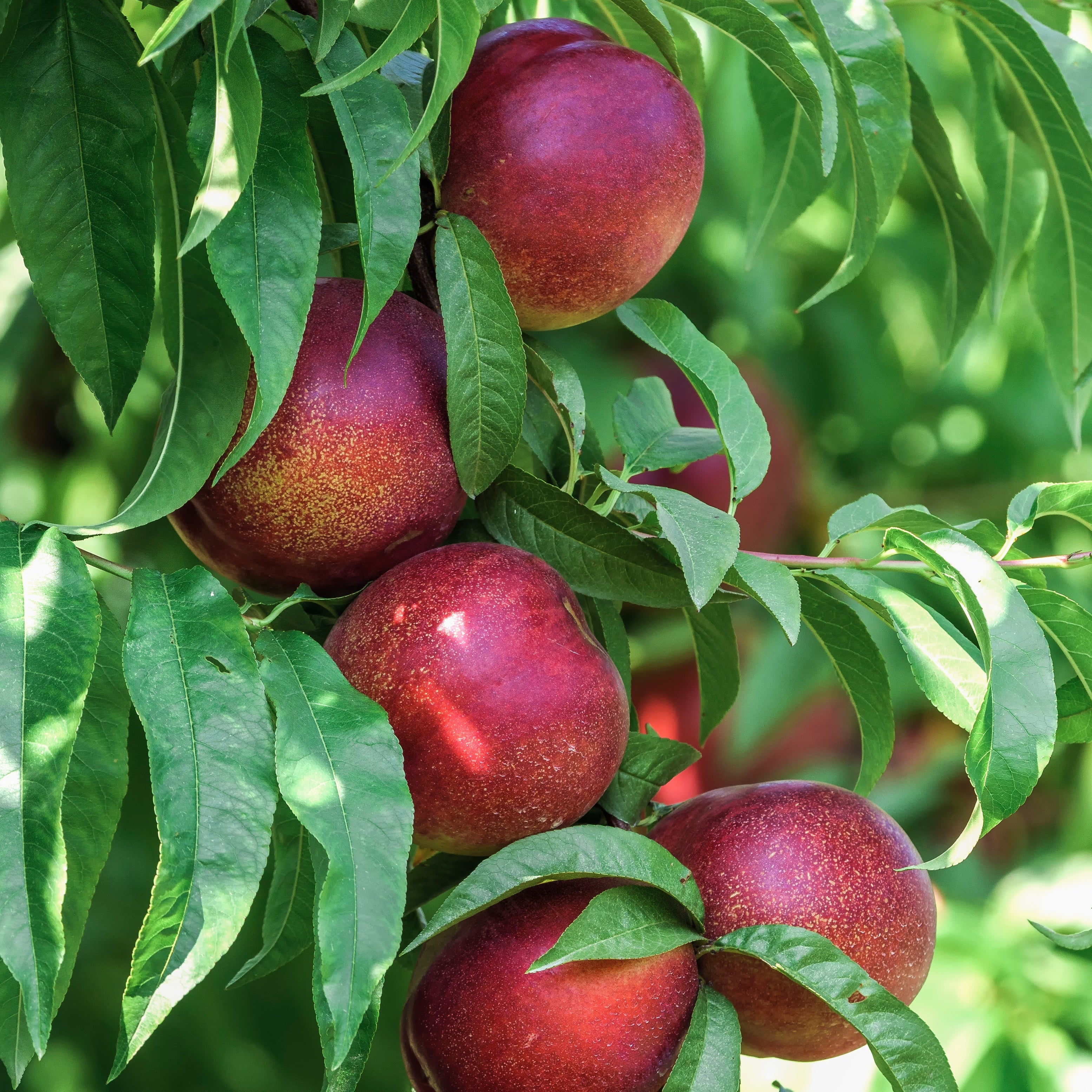 Bakker Fruitiers Nectarine Big Top nectarinier pot 3L sucrée