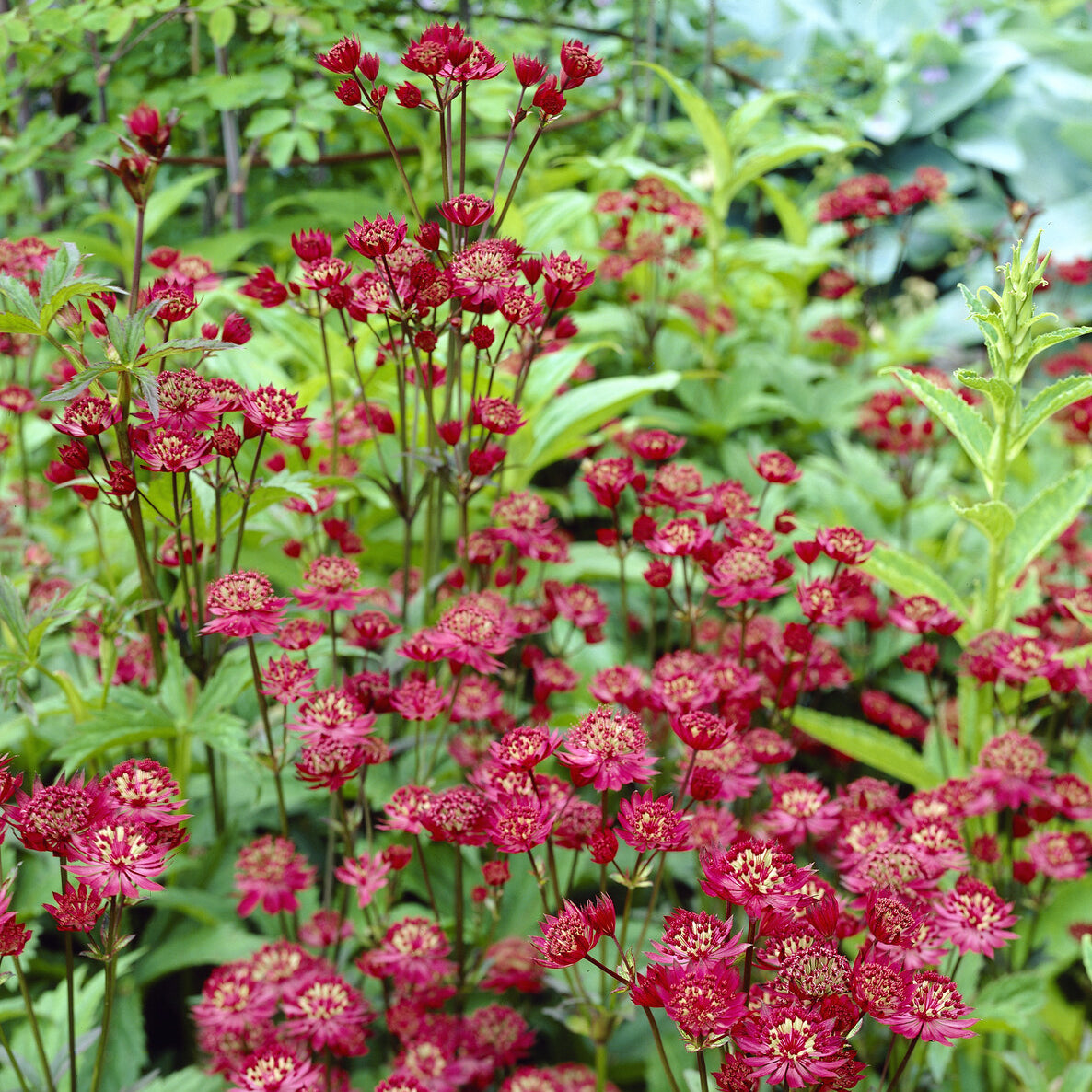 Bakker Grande astrance Ruby Wedding plante vivace pot 9cm rouge