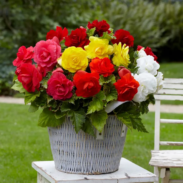 Bakker Bulbes Bégonias doubles mélange 30 bulbes 5-6cm