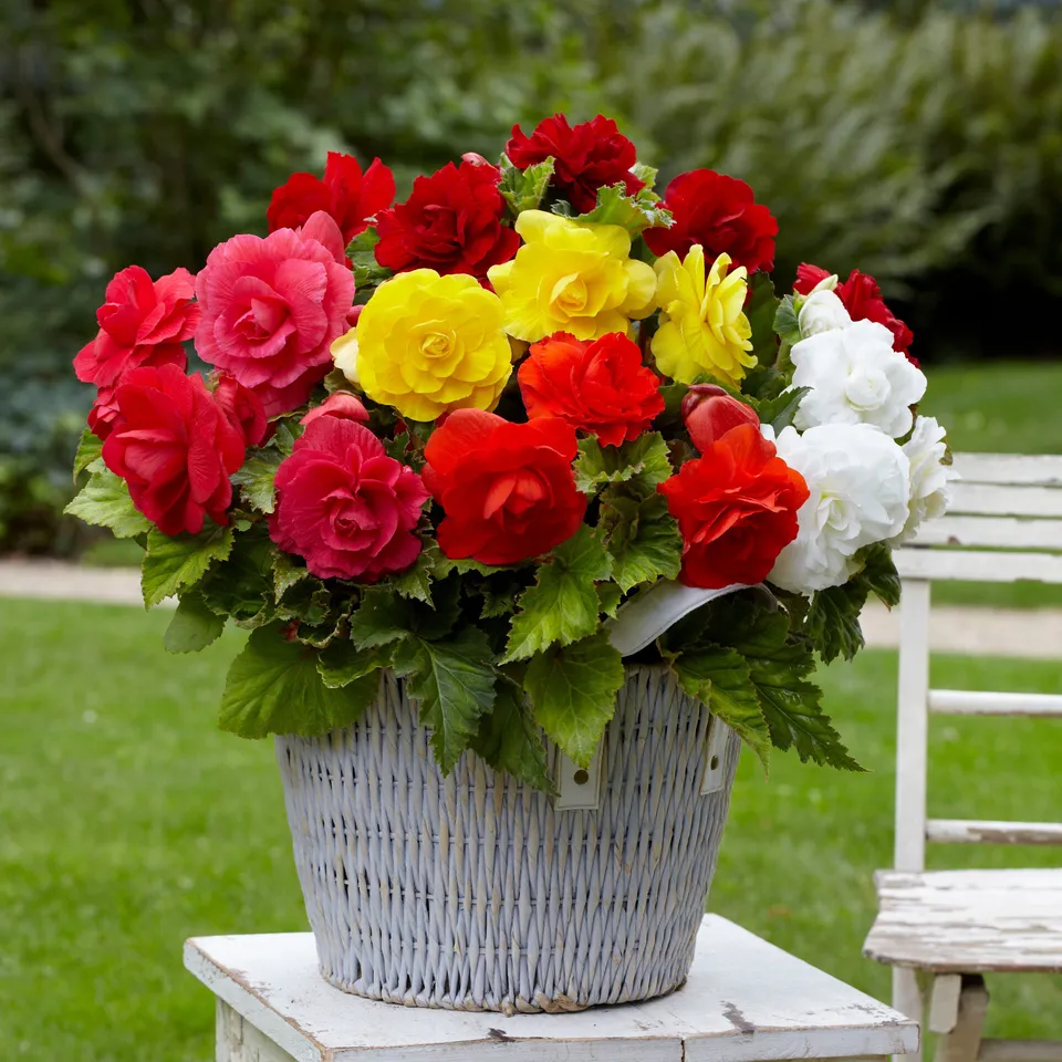 Bakker Bulbes Bégonias doubles mélange 30 bulbes 5-6cm