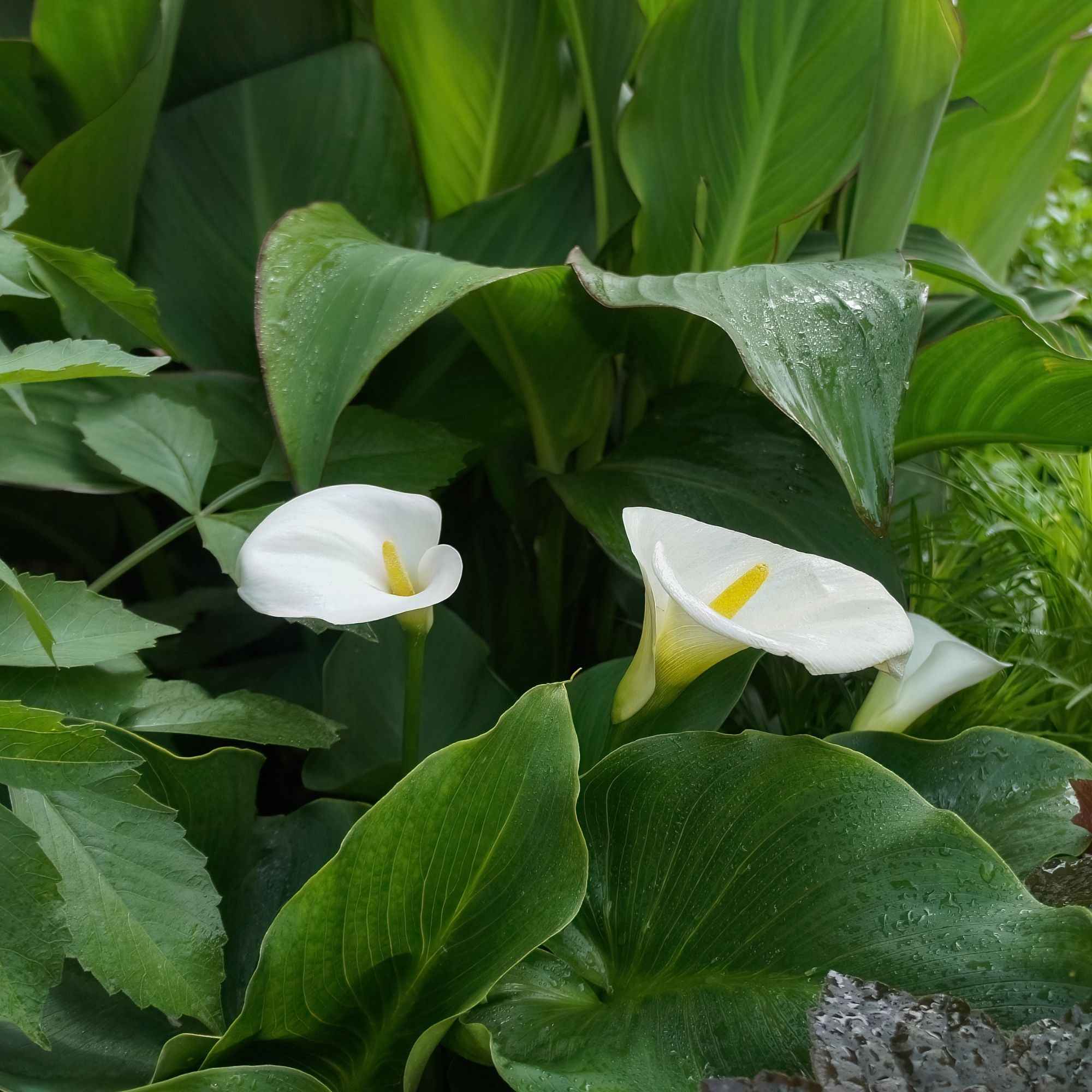 Bakker Bulbes à fleurs 2 Arums blanc d'Ethiopie sachet 2 bulbes