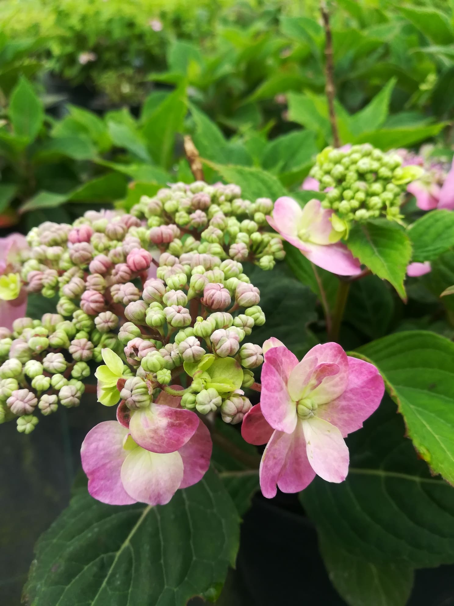 Hydrangea serrata Spreading Beauty hortensia couvre-sol rose godet