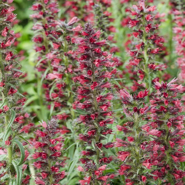 Bakker Echium amoenum Red Feathers vivace pot Ø 9cm fleurs rouges