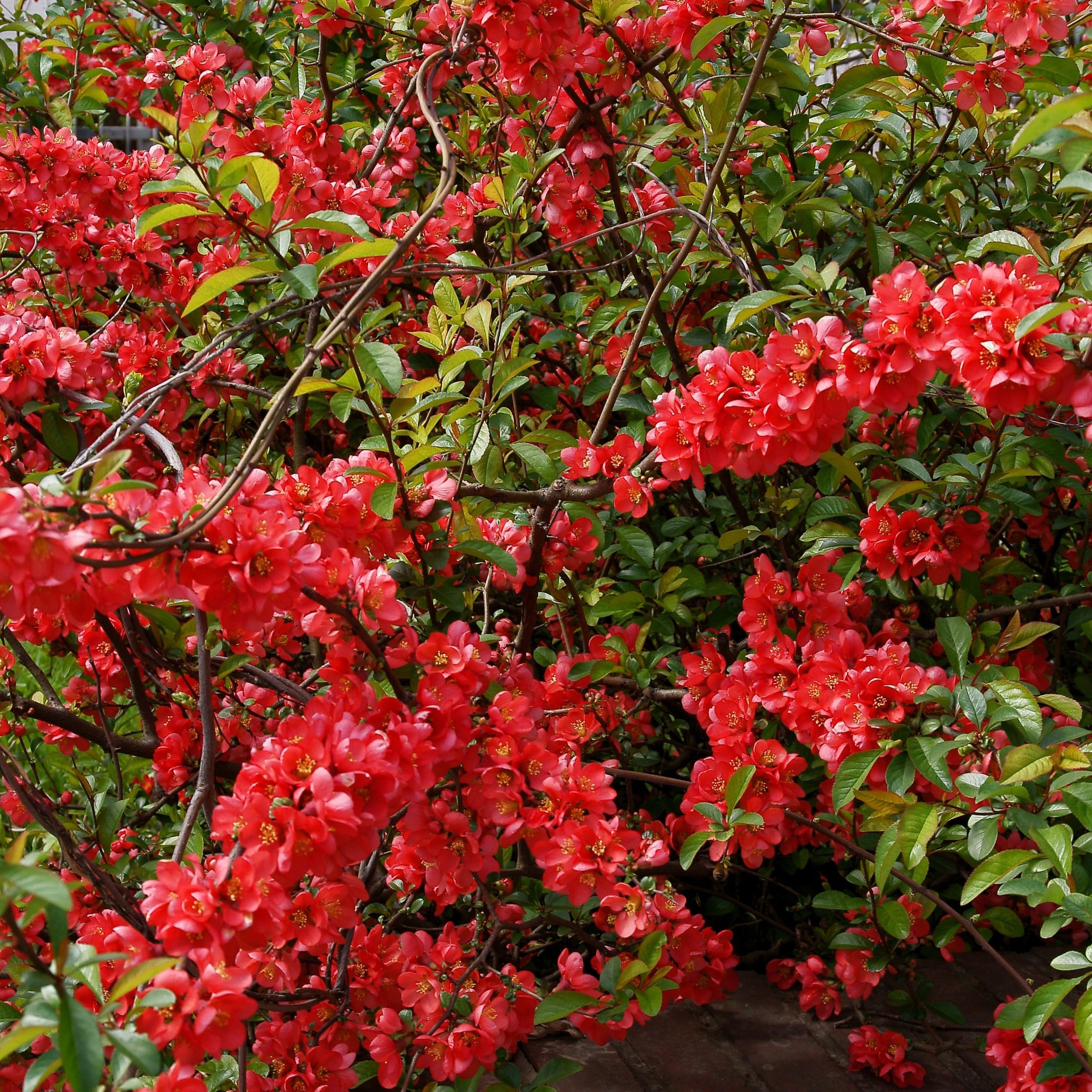 Bakker Cognassier du Japon 1.5L 30-40cm fleurs rouges