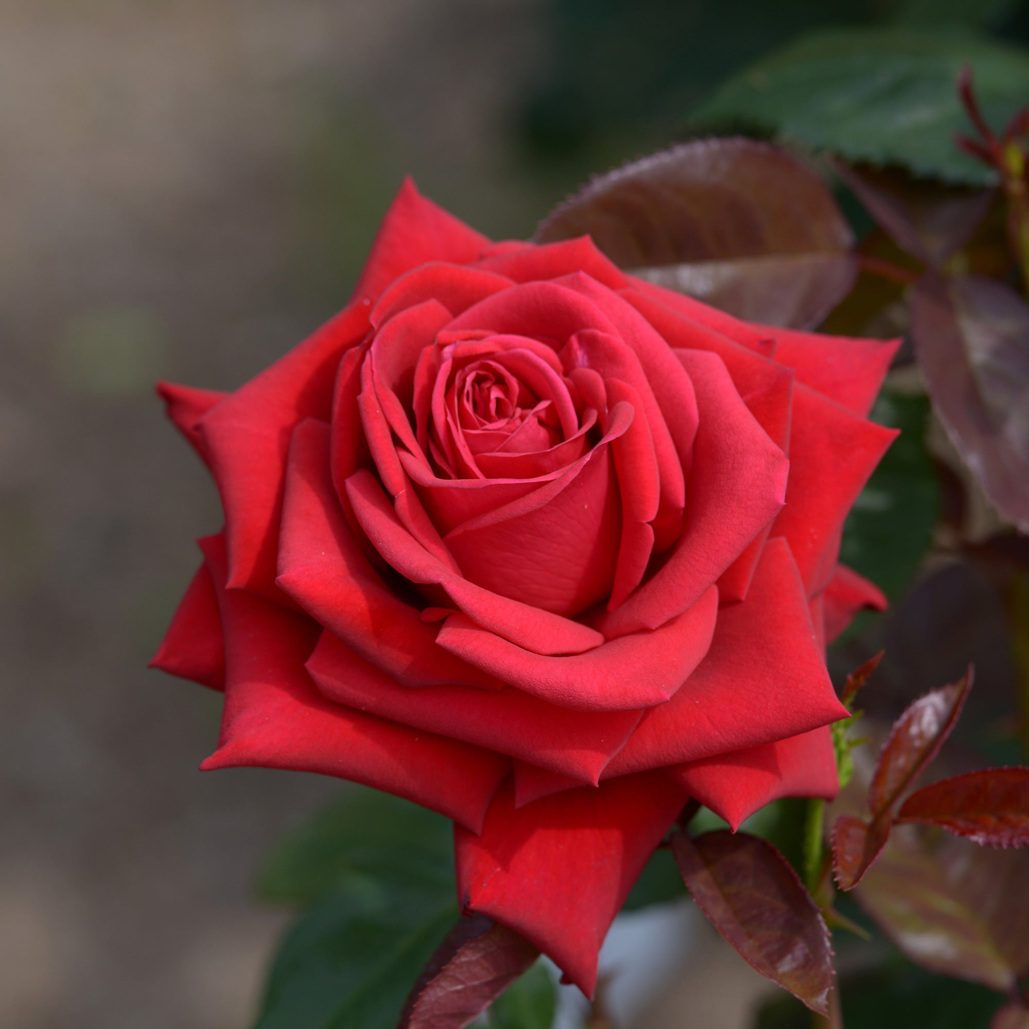 Bakker Rosier Grande Amore motte rouge buisson
