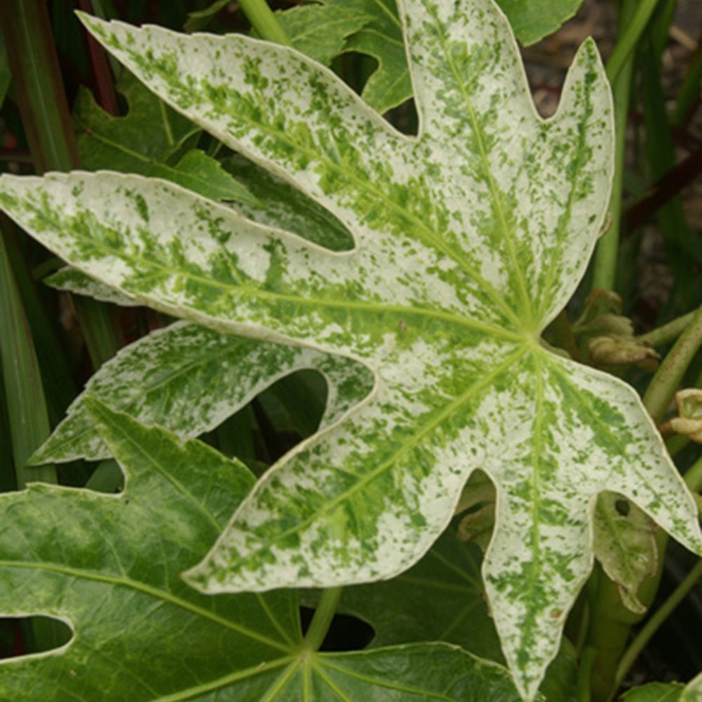 Bakker Aralia Spiders Web plante terrasse pot 8cm panaché