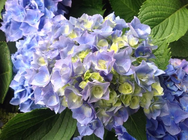 Les Hortensias du Haut Bois Yola hortensia boule rose godet