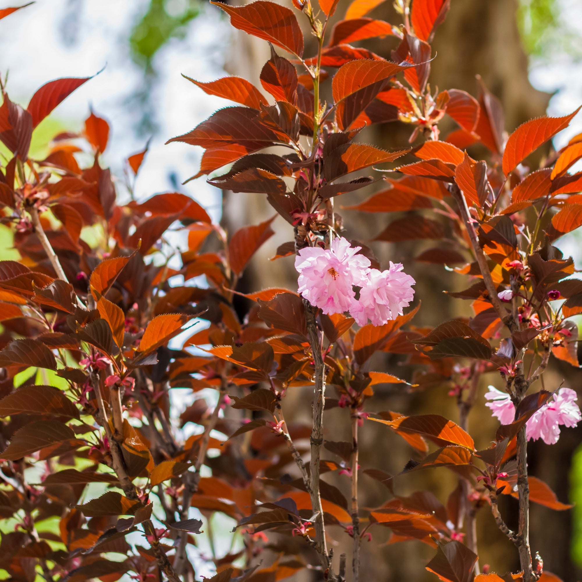 Bakker Prunus Royal Burgundy cerisier pot 3L fleurs roses