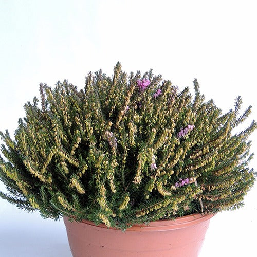 Bakker Erica J.W. Porter bruyère d'hiver pot 8cm
