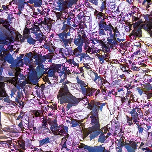 Bakker Basilic pourpre Dark Opal bio sachet 0,3g