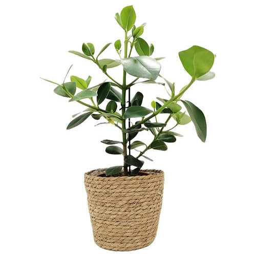 Bakker Basket Fenna cache-pot osier Ø 12 cm osier