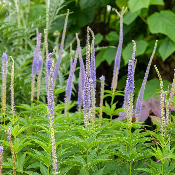 Bakker Apollo véronique vivace pot Ø9cm violet
