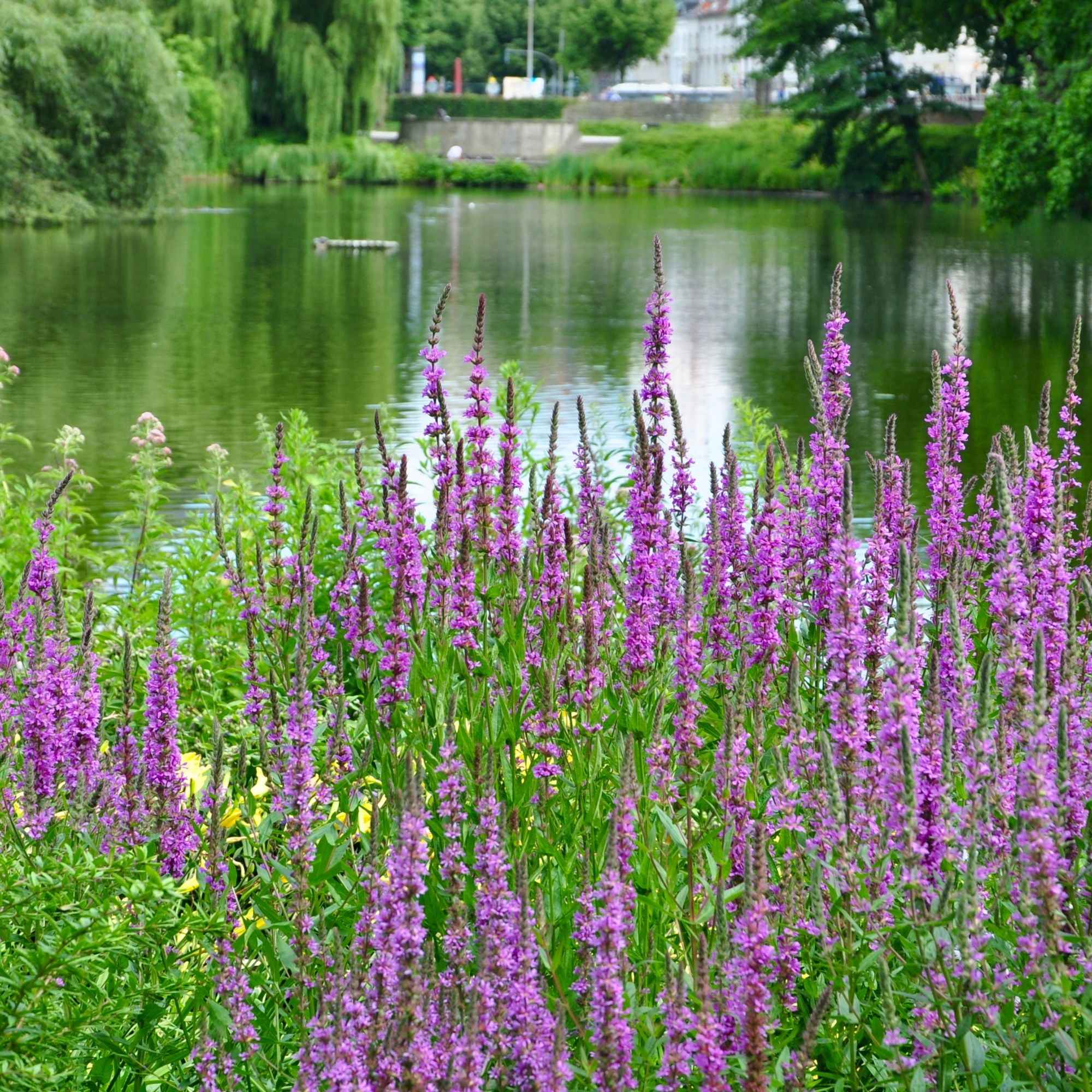 Bakker Salicaire commune plante de bassin pot Ø 9cm fuchsia