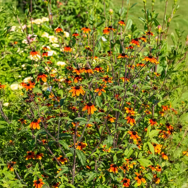 Bakker Rudbeckia Prairie Glow orange pot 9cm soleil