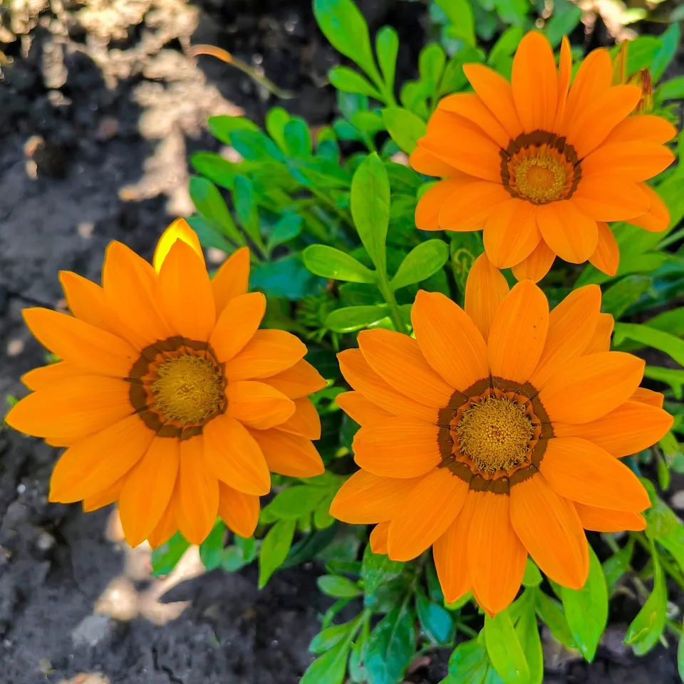 Bakker Gazania orange fleur pot Ø 10,5 cm soleil