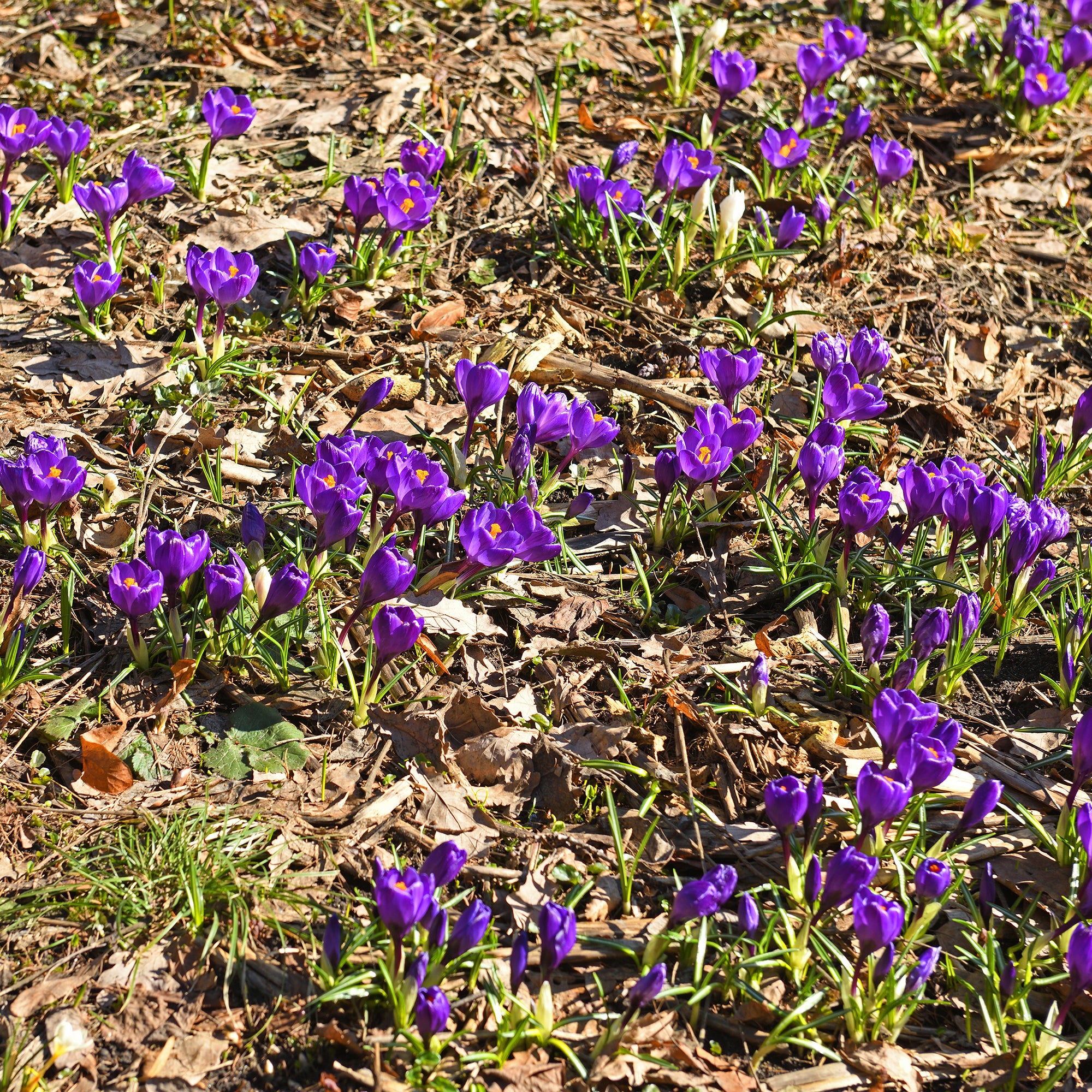 Bakker Crocus Flower Record sachet 15 bulbes violet