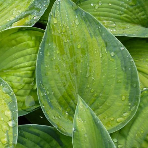 Bakker Plantes vivaces Hosta Bright Lights pot Ø 9cm ombre