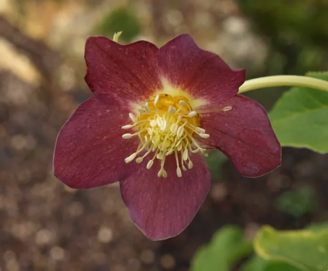 Helleborus Ruby Gold plante vivace pot 2L fleurs rouges