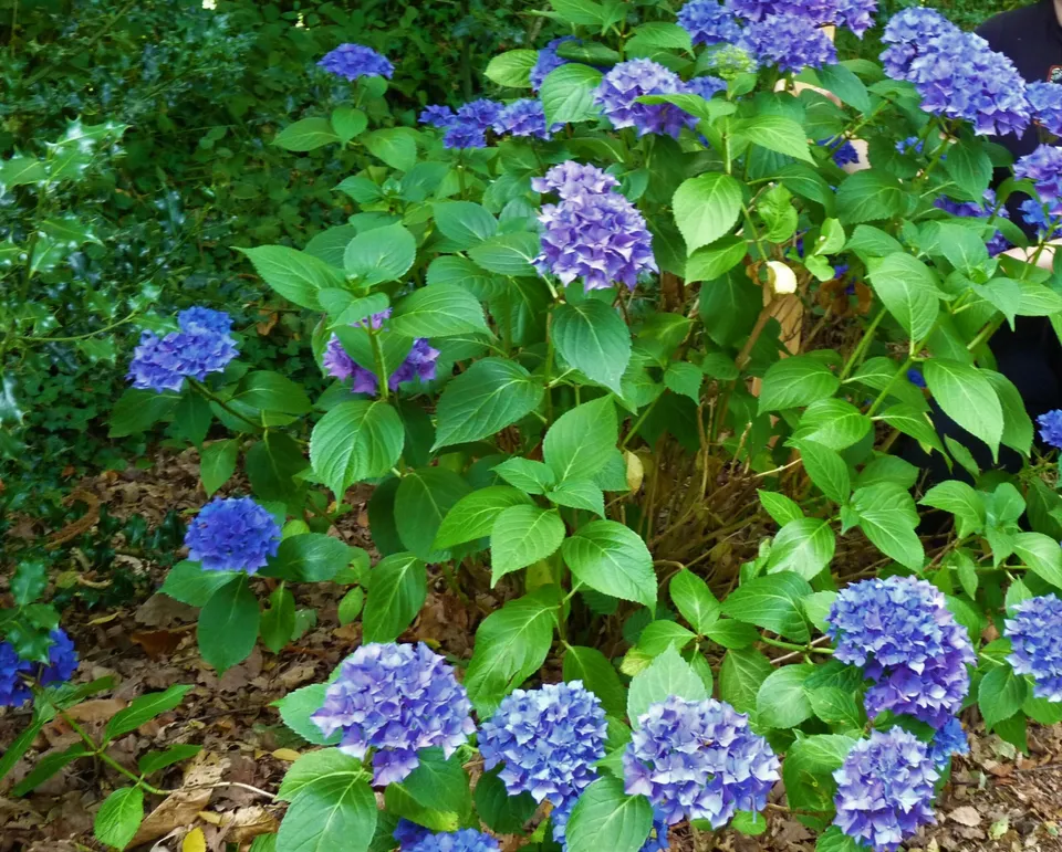 Les Hortensias du Haut Bois Hobergine hortensia fleurs rondes massif ombre