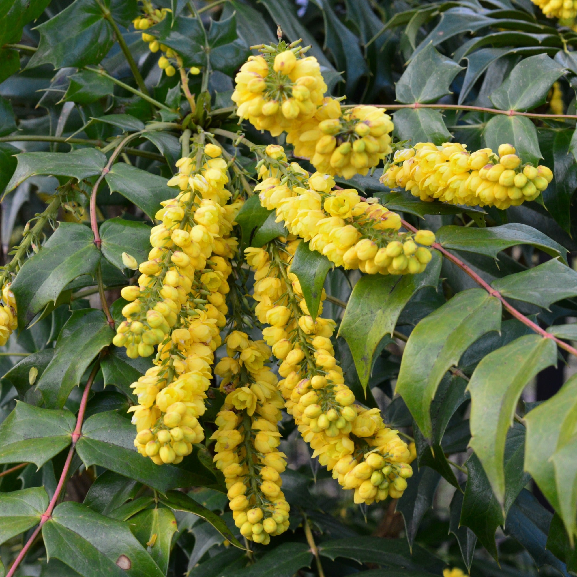 Bakker Charity Mahonia sur tige pot 3L fleurs jaunes hiver