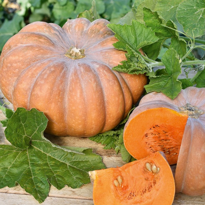 Bakker Musquée de Provence graines de courge sachet 10 graines