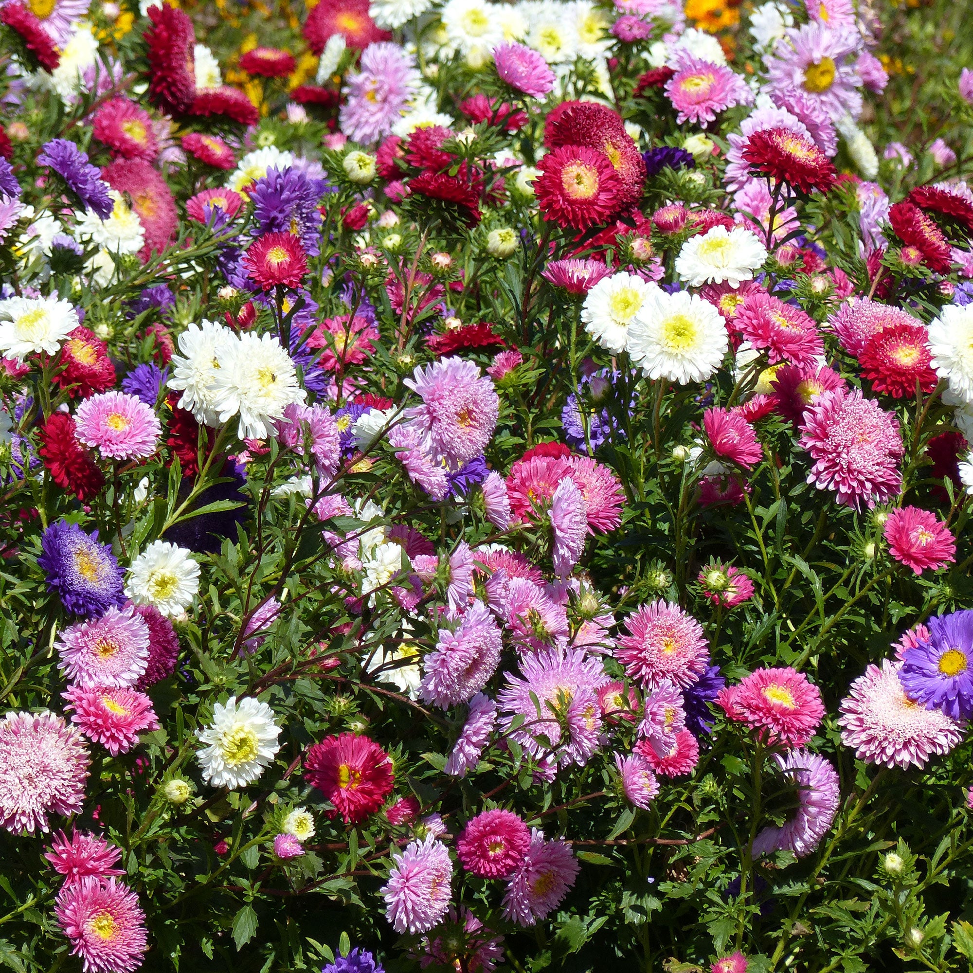 Bakker Reine-marguerite Super Princesse graines sachet 1g mélange