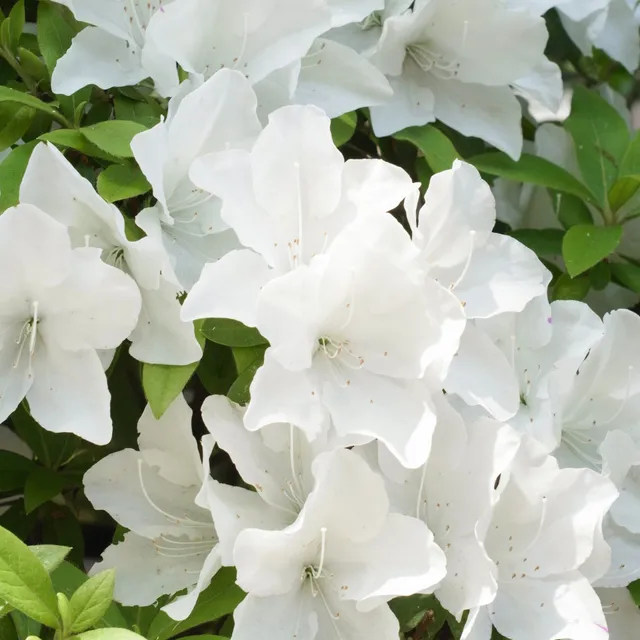 Bakker Azalée Japon Encore White Julia arbuste pot blanc