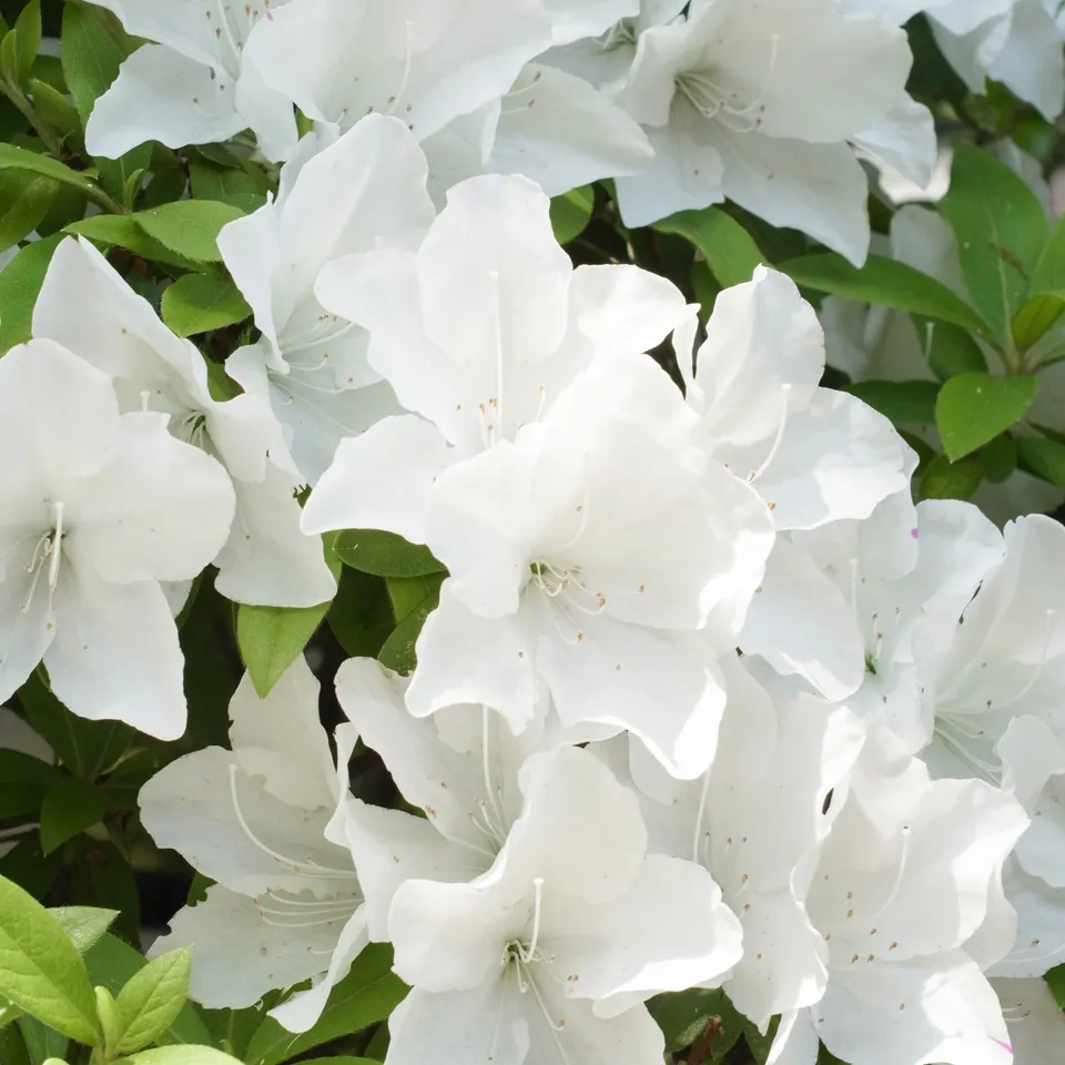 Bakker Azalée Japon Encore White Julia arbuste pot blanc