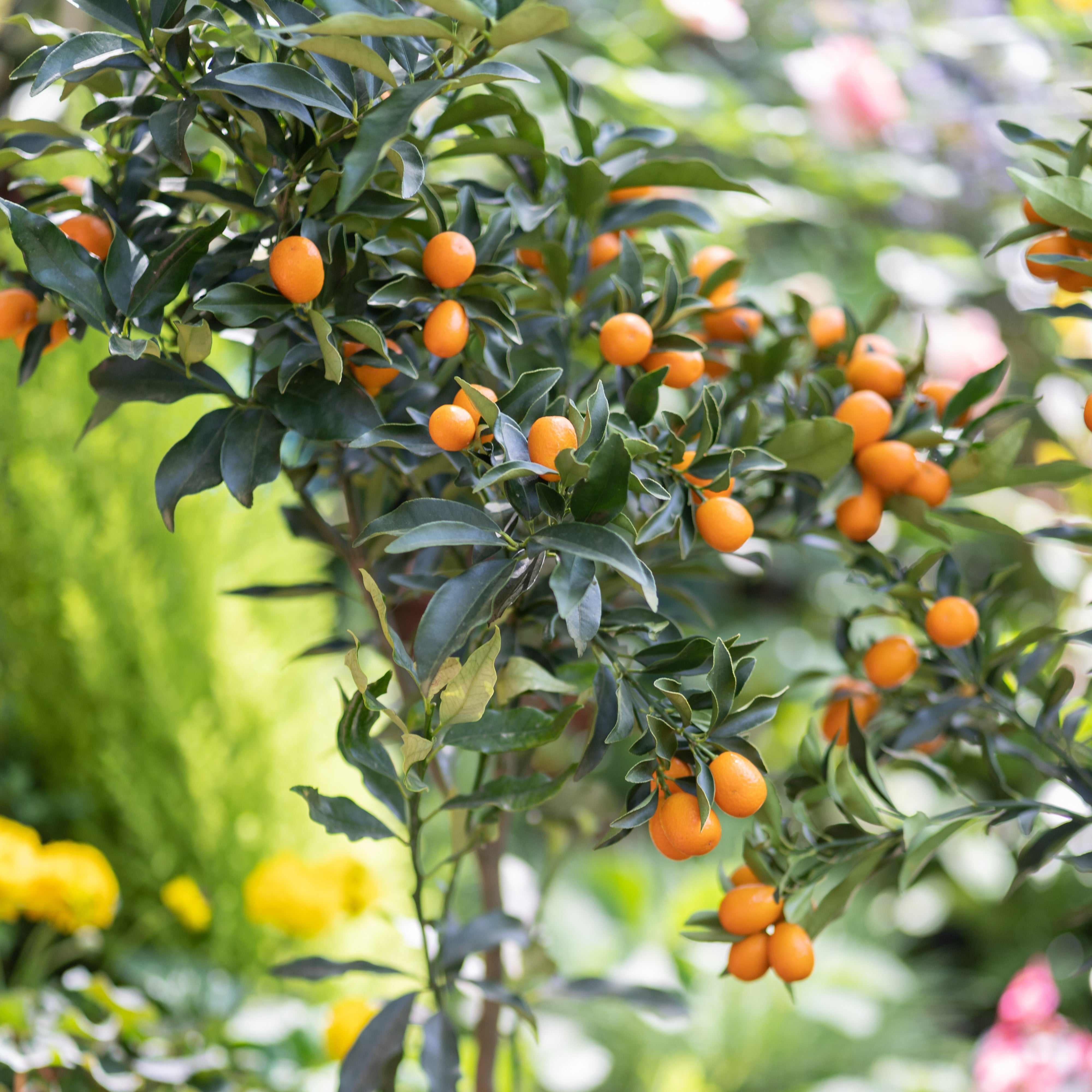 Bakker Fruitiers Kumquat agrume en pot Ø 12cm 20-25cm