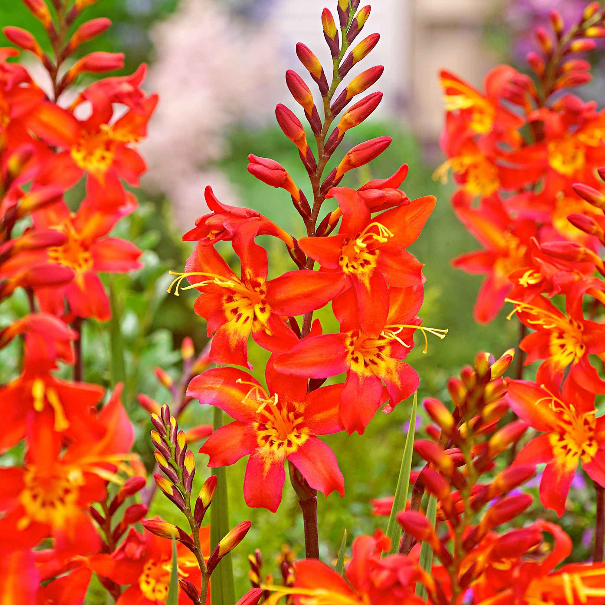 Bakker Crocosmia Prince of Orange bulbes fleurs orange lot 10