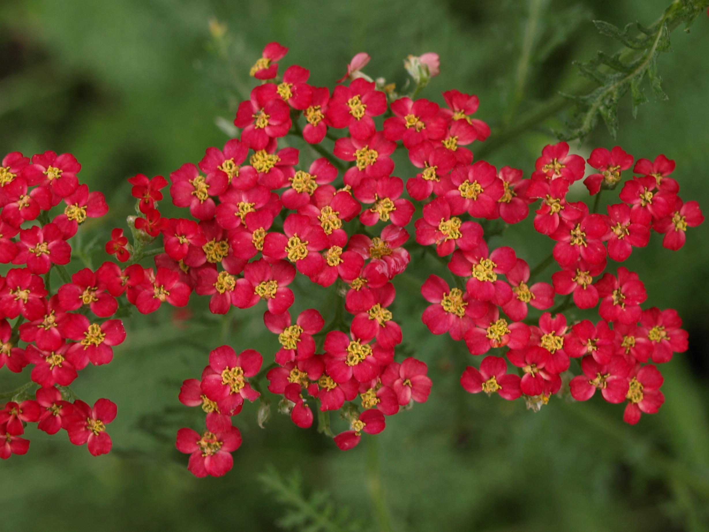Achillea Paprika plante vivace godet fleurs rouges