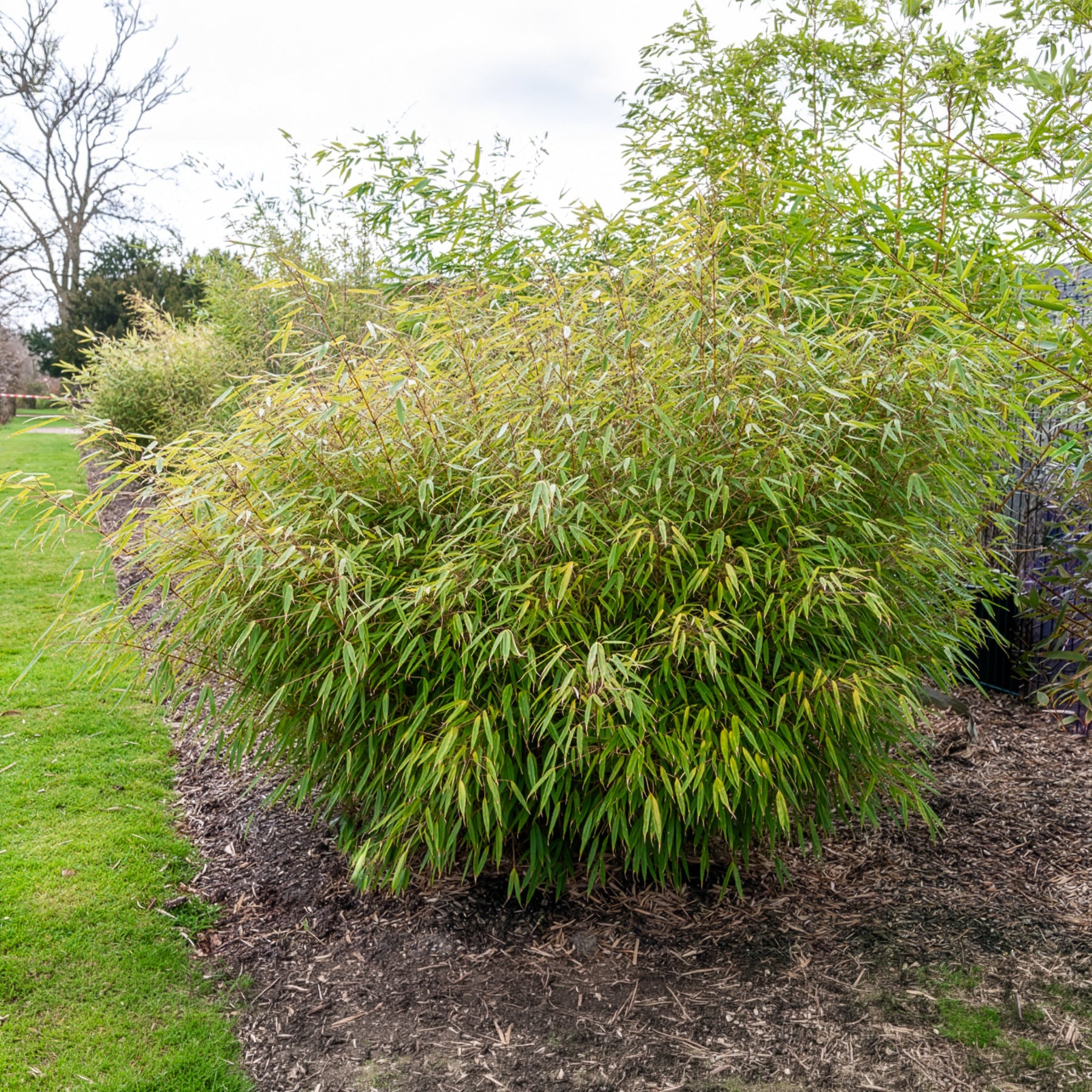Bakker Fargesia rufa bambou non-traçant pot 2L 40-50cm