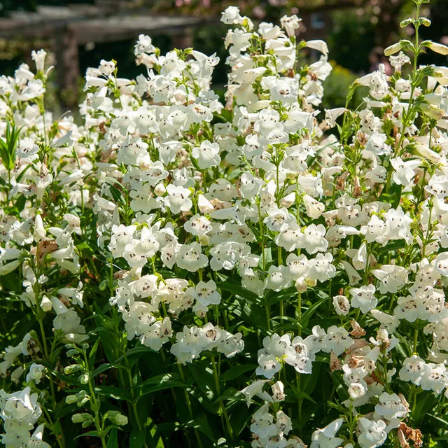 Bakker Plantes vivaces Galane White Bedder plante pot 9cm blanc