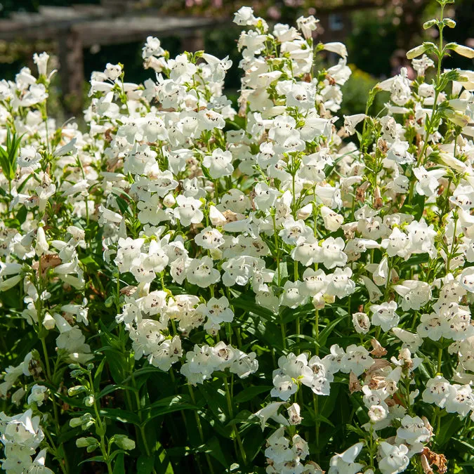 Bakker Plantes vivaces Galane White Bedder plante pot 9cm blanc