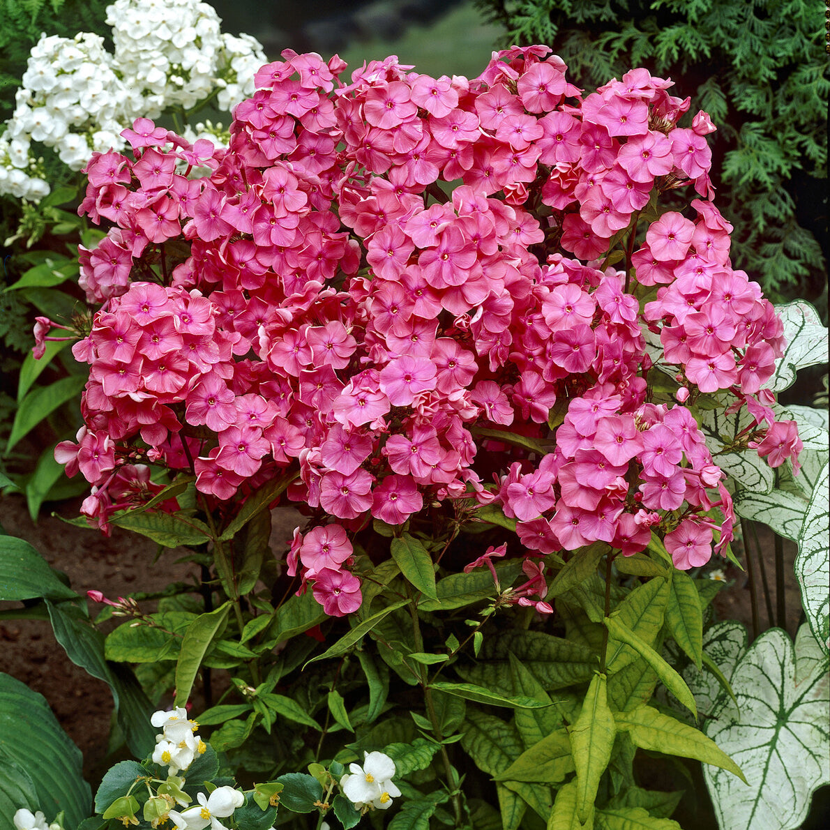 Bakker Vivaces Phlox Rijnstroom pot Ø9cm rose