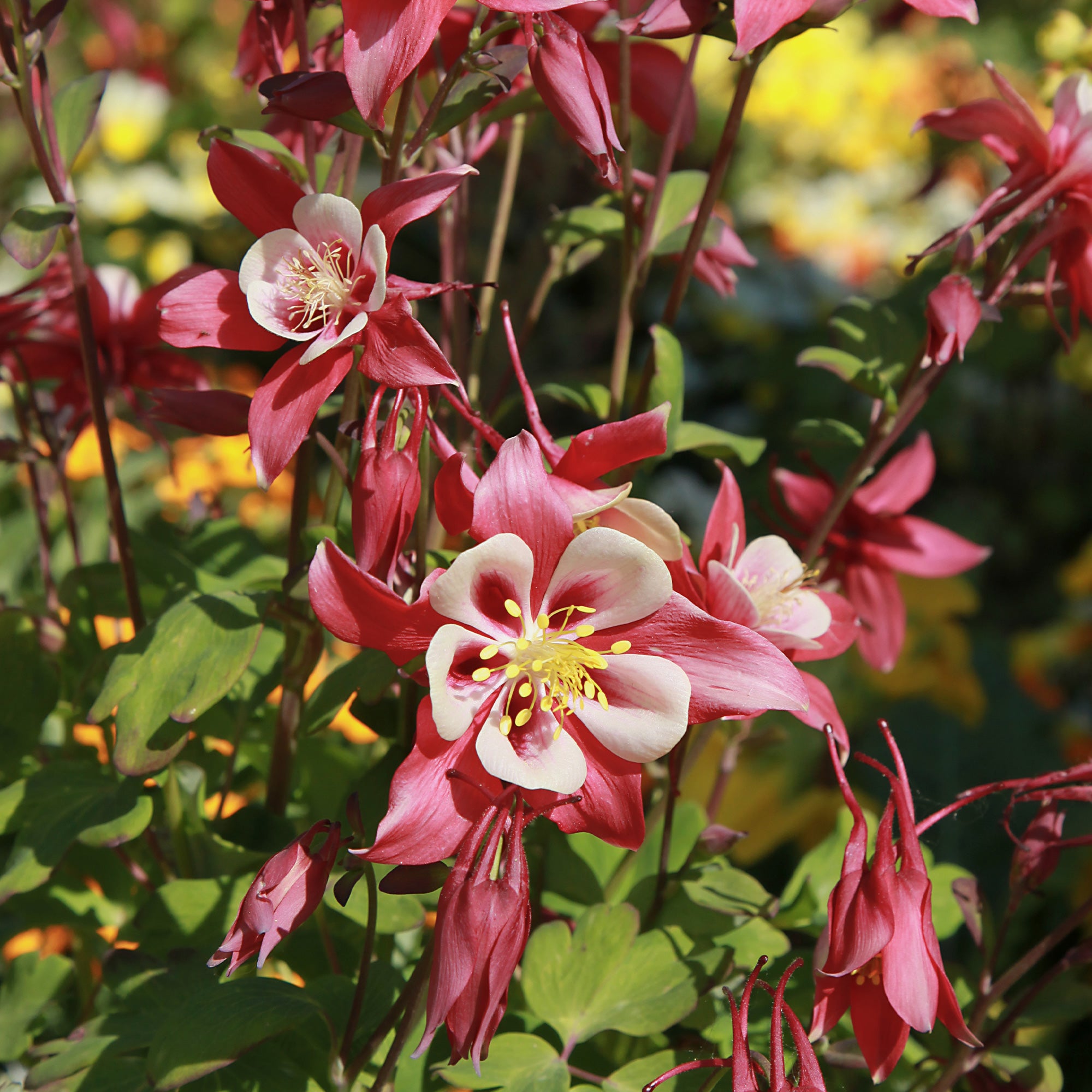 Bakker Crimson Star ancolie pot 9cm rouge blanc
