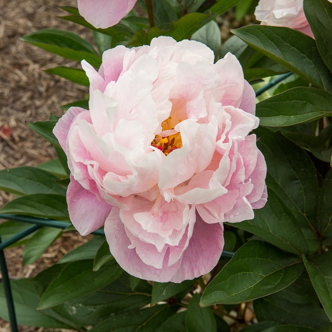 Bakker Pivoine Lady Alexandra Duff vivace racine nue rose