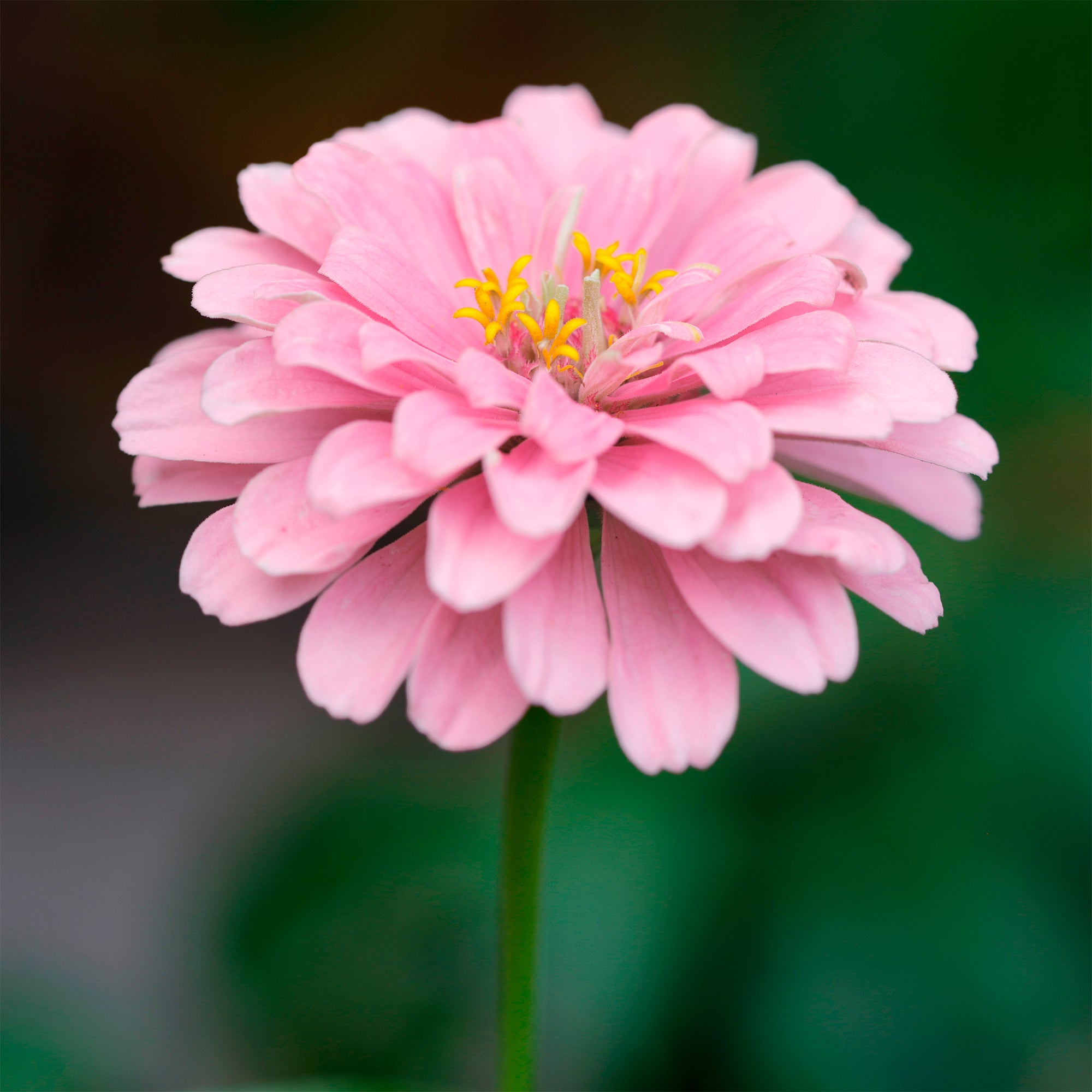 Bakker Zinnia rose fleur annuelle pot Ø 10,5 cm floraison abondante