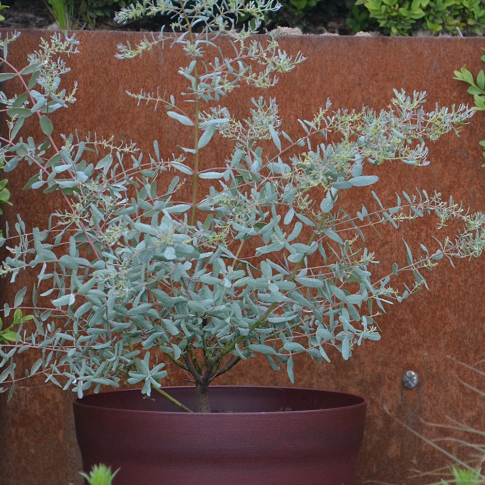 Bakker Eucalyptus gunnii France Bleu arbuste pot 1,3L 20-30cm