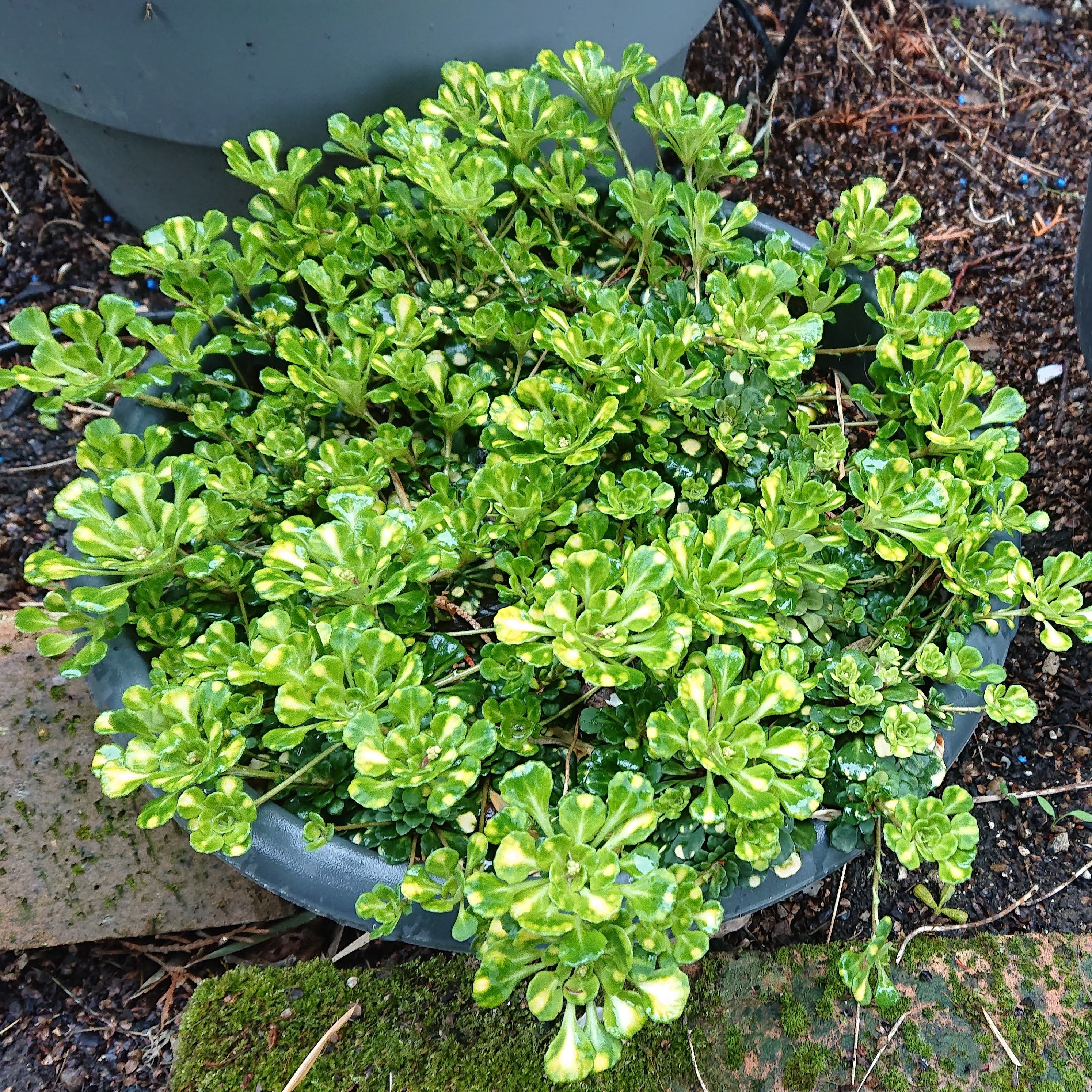 Passion Vivaces SAXIFRAGA cuneifolia Variegata saxifrage fleurs blanches