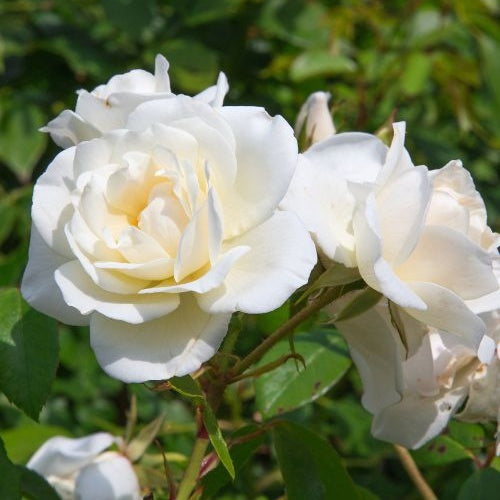 Bakker Rosier White Symphony racine nue rose blanche remontante