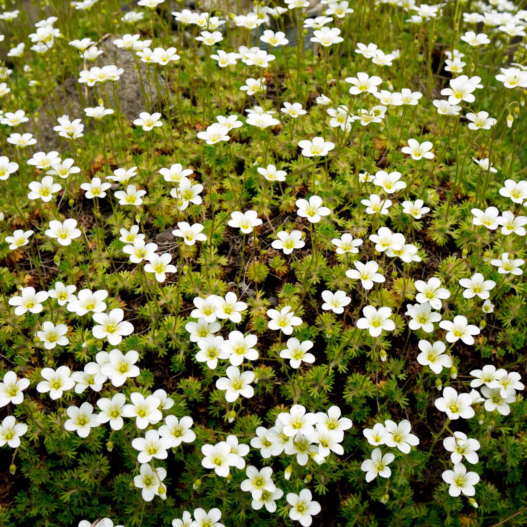 Bakker Sagine subulée couvre-sol pot Ø 9cm fleurs blanches