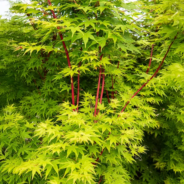 Bakker Érable du Japon Sango-kaku arbre pot Ø19cm