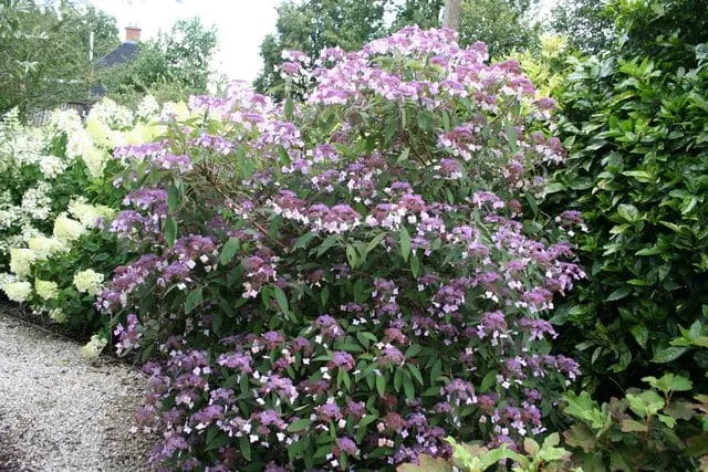 Les Hortensias du Haut Bois Villosa hortensia aspera grandes feuilles