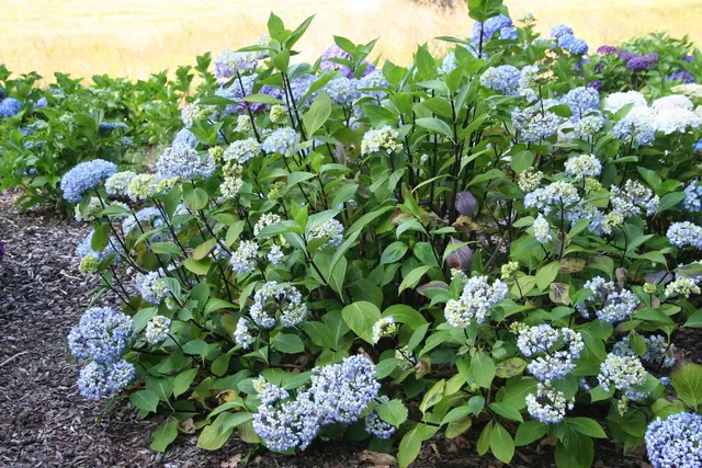Les Hortensias du Haut Bois Nigra hortensia boule tiges noires