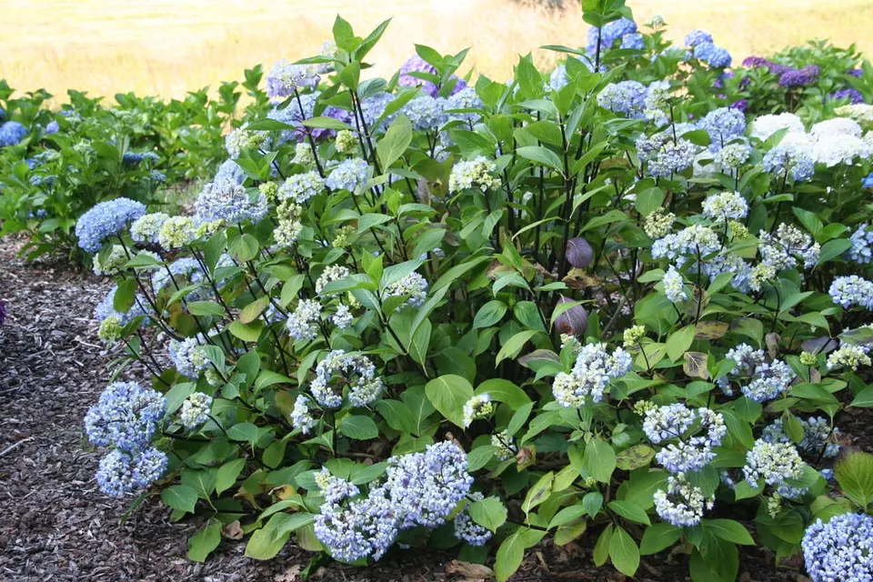 Les Hortensias du Haut Bois Nigra hortensia boule tiges noires