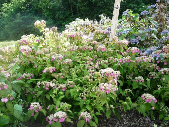 Les Hortensias du Haut Bois Toujours rose hortensia fleurs rondes