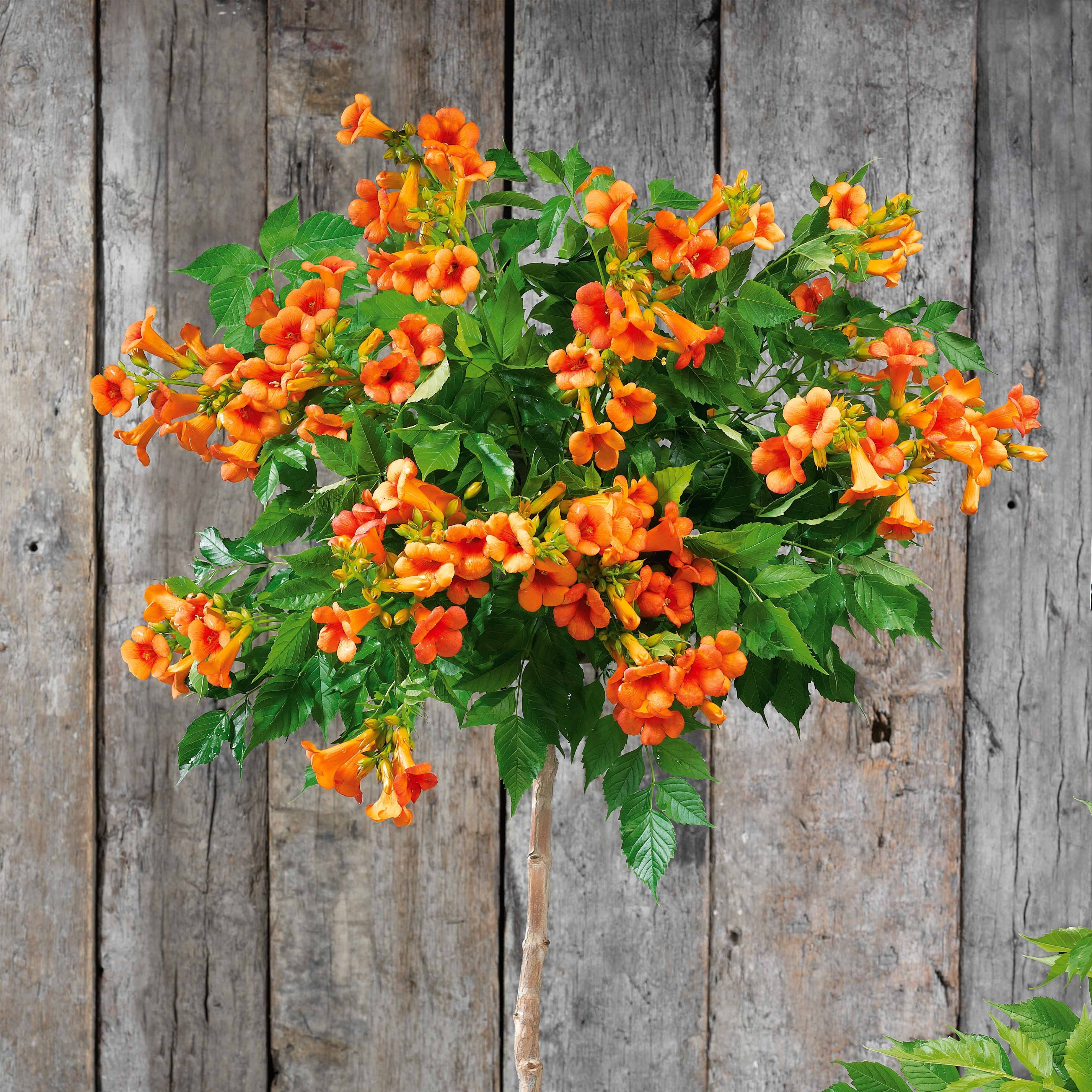 Bakker Bignone Indian Summer plante grimpante pot 3L orange
