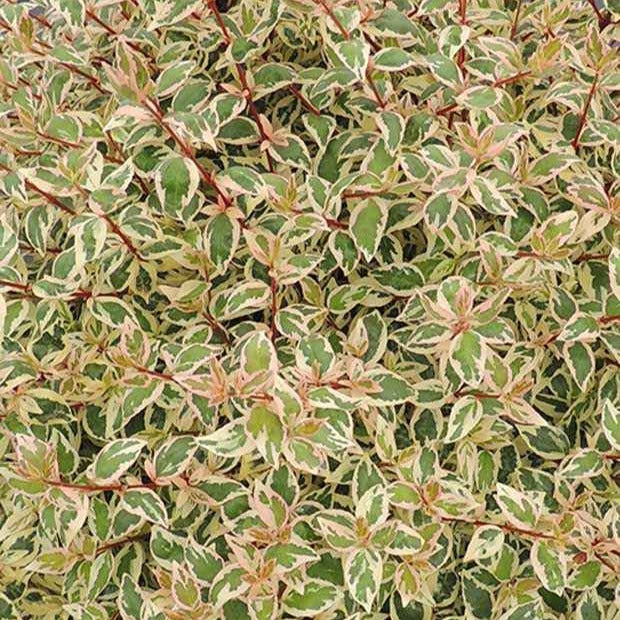 Bakker Abélia Pink Lady arbuste fleuri pot 3 L